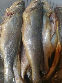 清蒸豉油小黃魚的做法 步骤1
