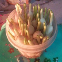 水培蒜苗煎雞蛋的做法 步骤5