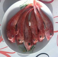 西紅柿悶海魚的做法 步骤1