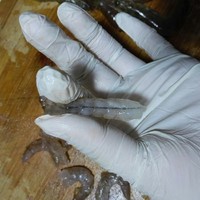 鮮蝦餛飩的做法 步骤3