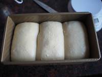 楓糖葡萄干面包（愛和自由方子，中種，適用450克吐司模）的做法 步骤11