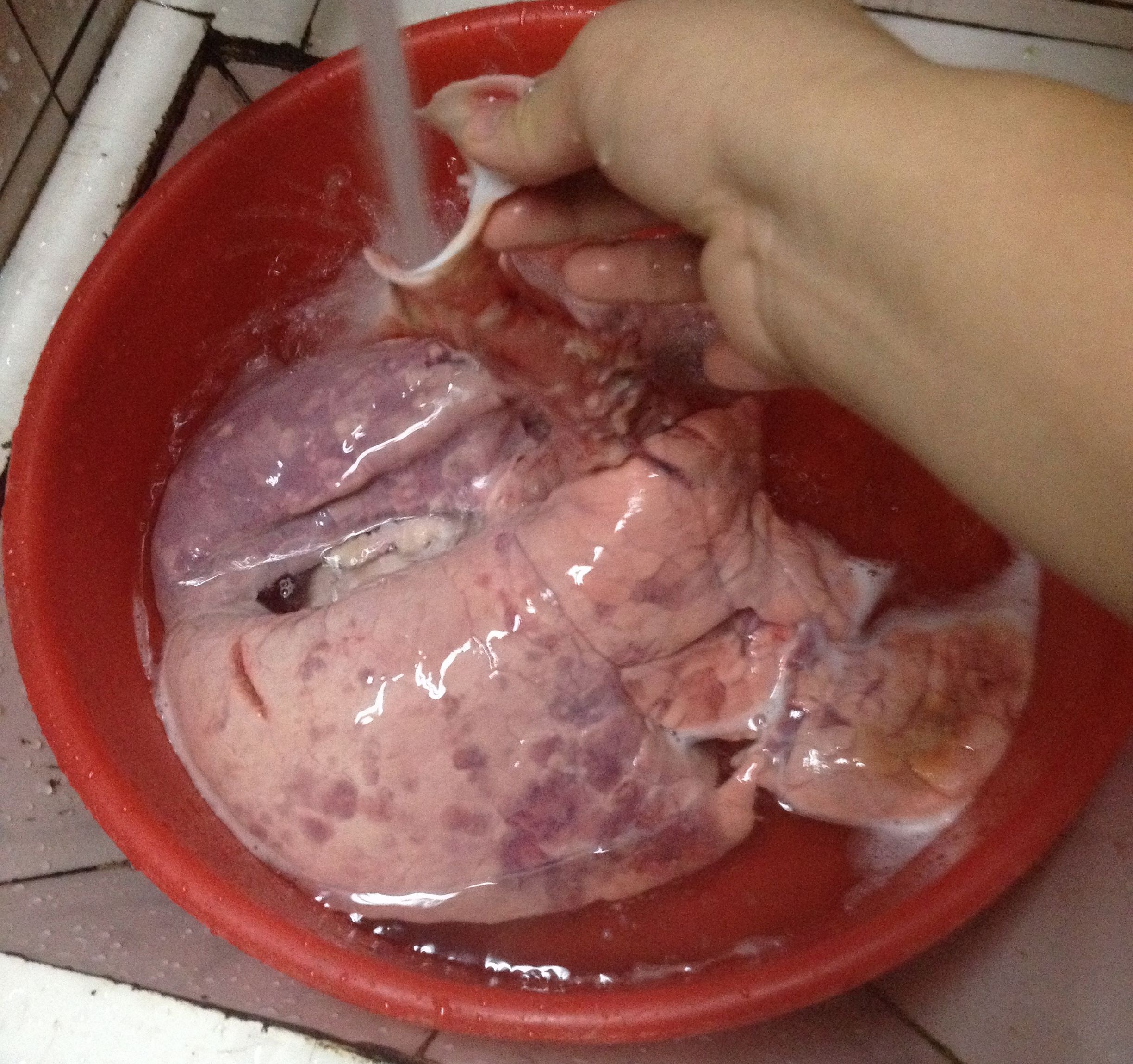 豬肺雪梨湯的做法 步骤1
