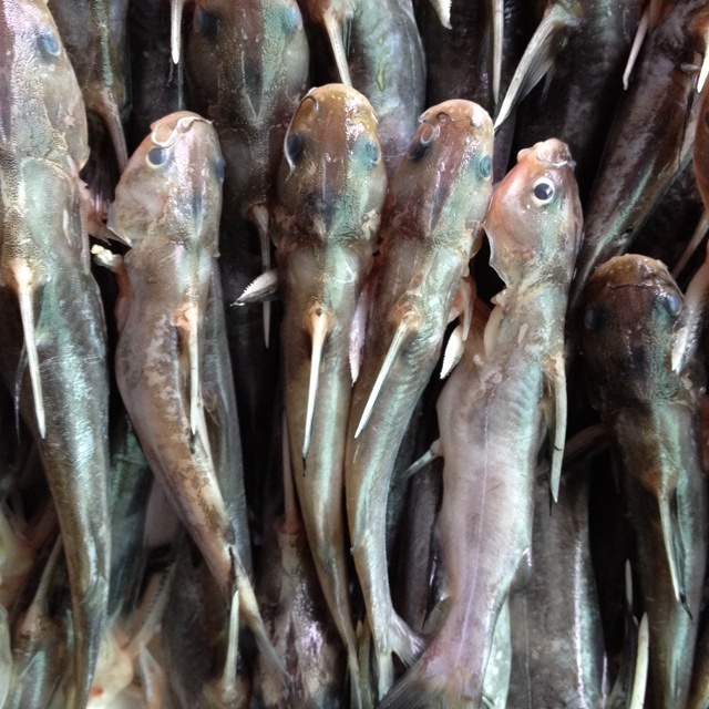 蒜蓉豆豉蒸黃骨魚的做法 步骤1