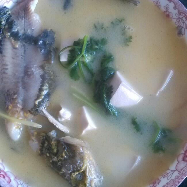 昂刺魚豆腐湯的做法 步骤5