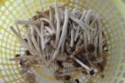 茶樹菇slimxi居家減肥食譜的做法 步骤1