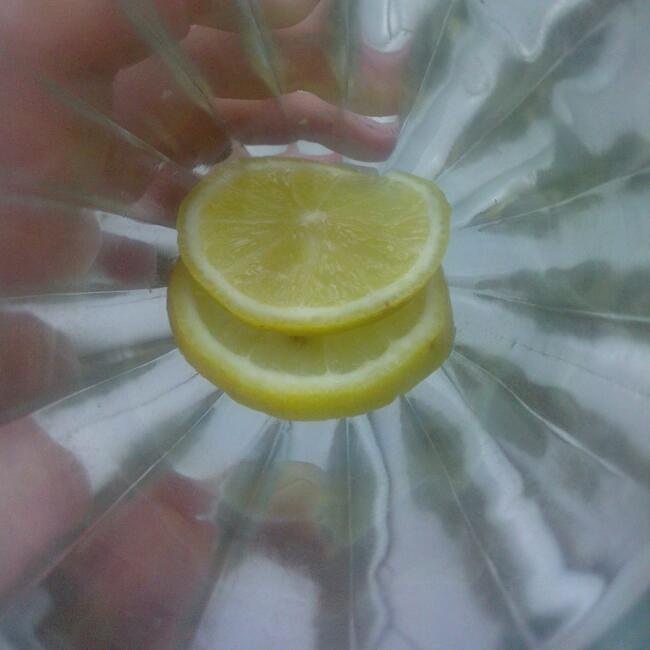 紅棗枸杞檸檬冰糖水.的做法 步骤2