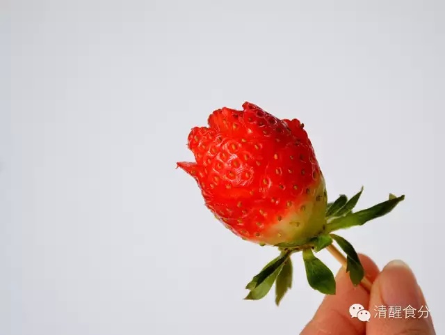 情人節 | 巧克力草莓&草莓玫瑰花的做法 步骤11