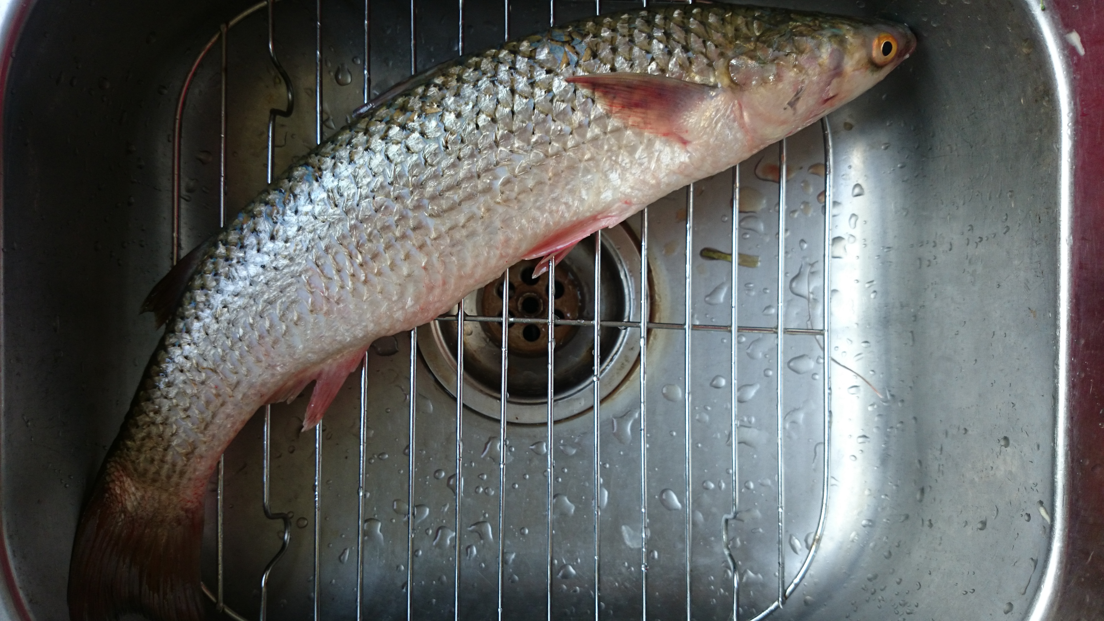 紅燒鯔魚的做法 步骤1