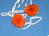 蓮蓉蛋黃月餅的做法 步骤10