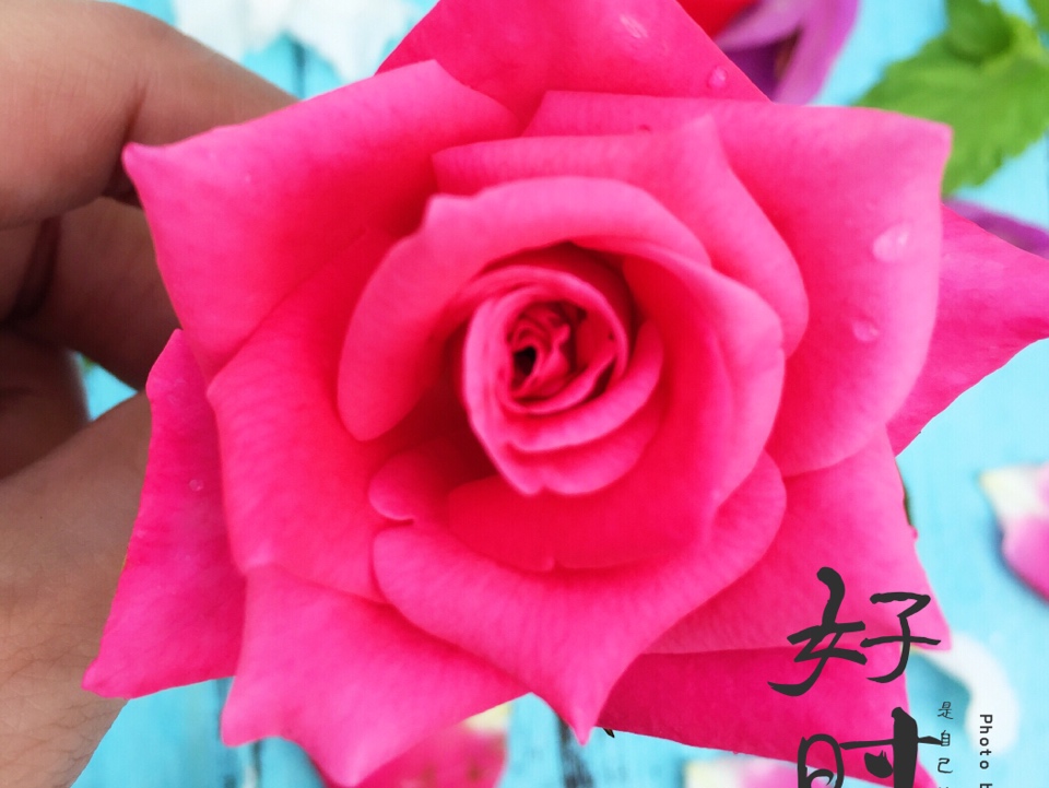 黑玫瑰的自學韓式裱花的做法 步骤1
