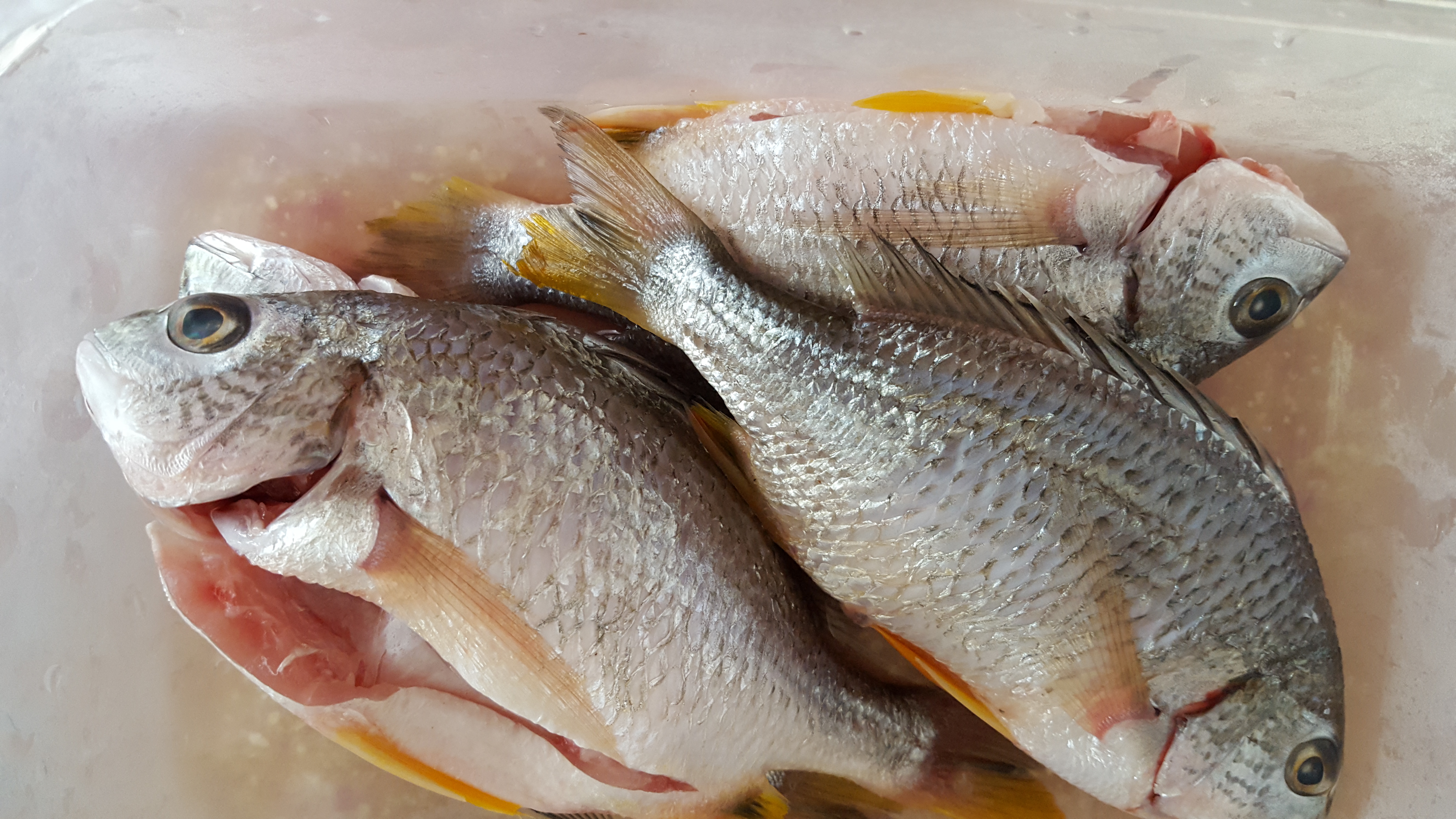 砂鍋焗魚的做法 步骤1