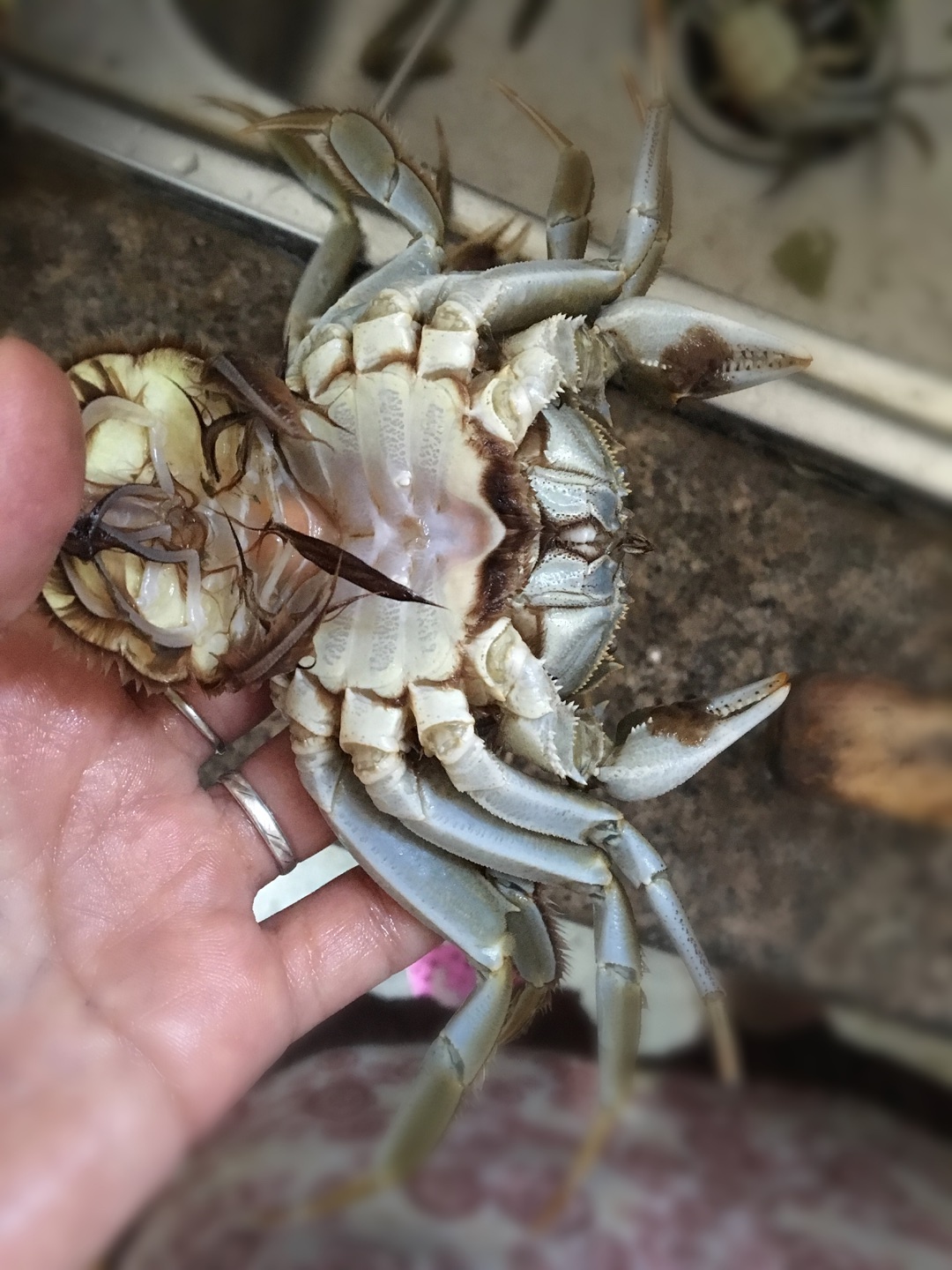 中秋佳節吃螃蟹（蟹的處理方法）的做法 步骤3