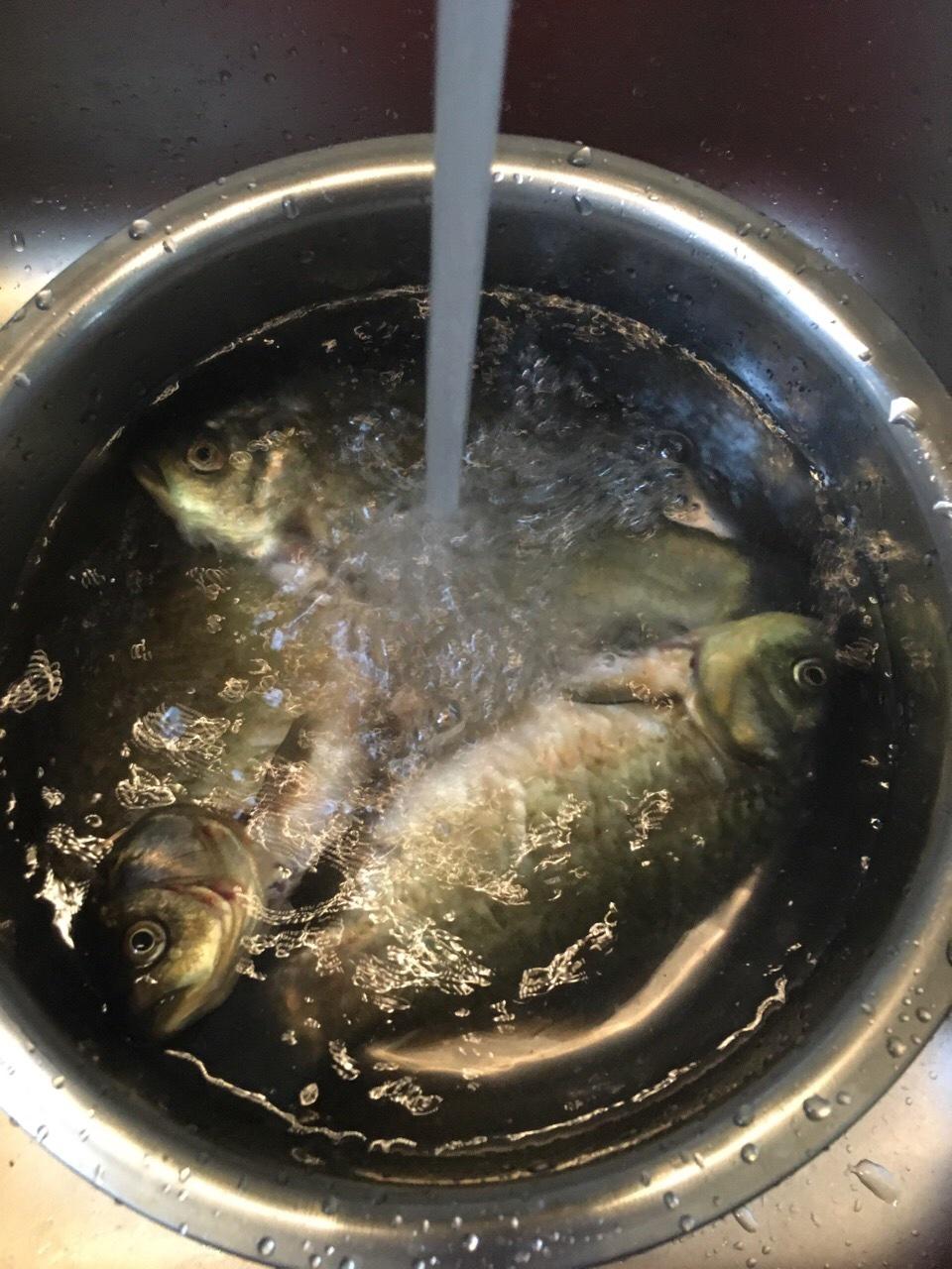 藿香泡椒烤鯽魚的做法 步骤1