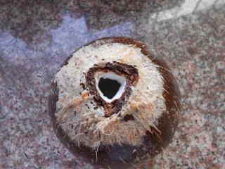 海南椰子飯—原汁原味版的做法 步骤1