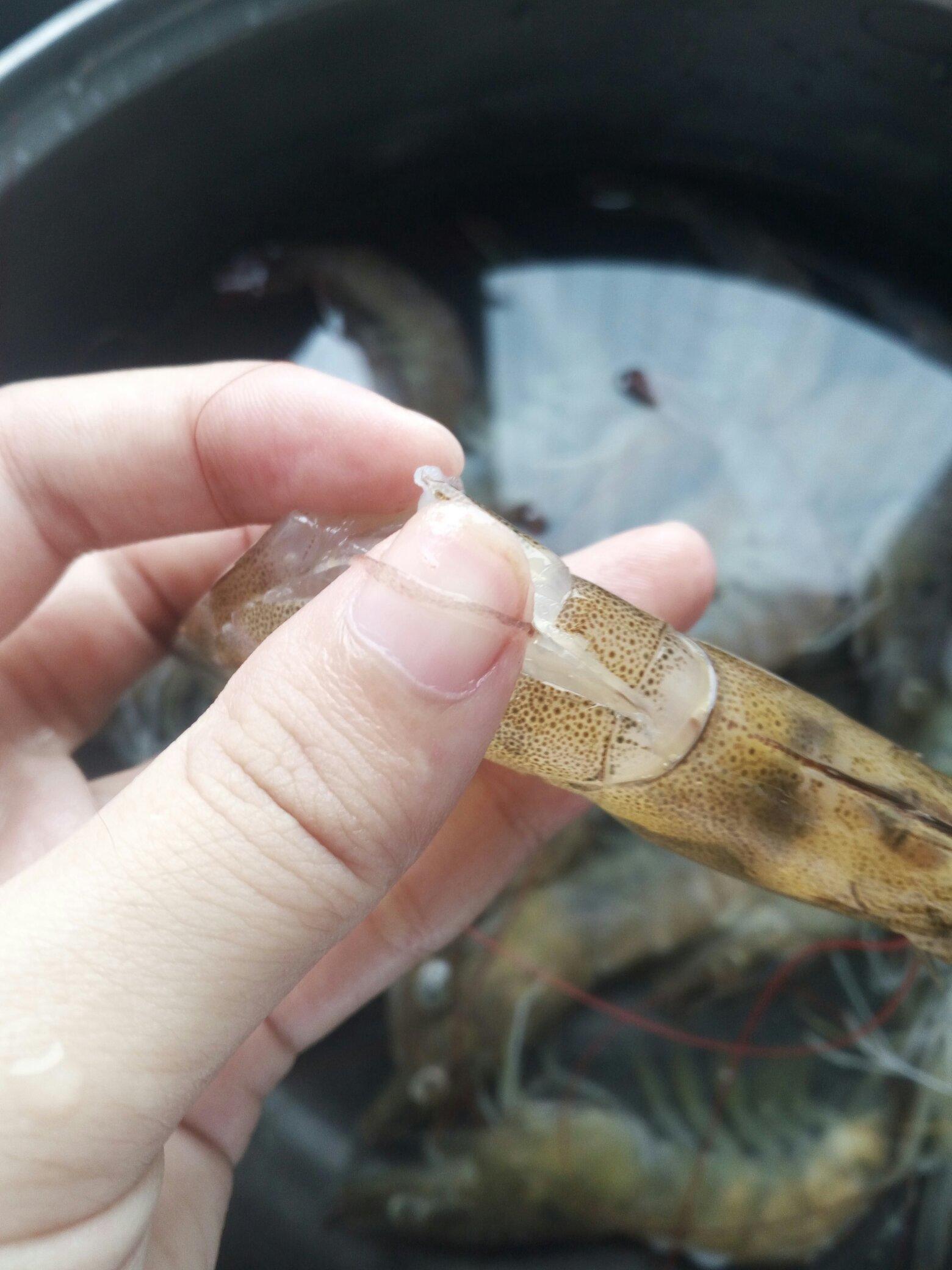 幹鍋魷魚蝦的做法 步骤2