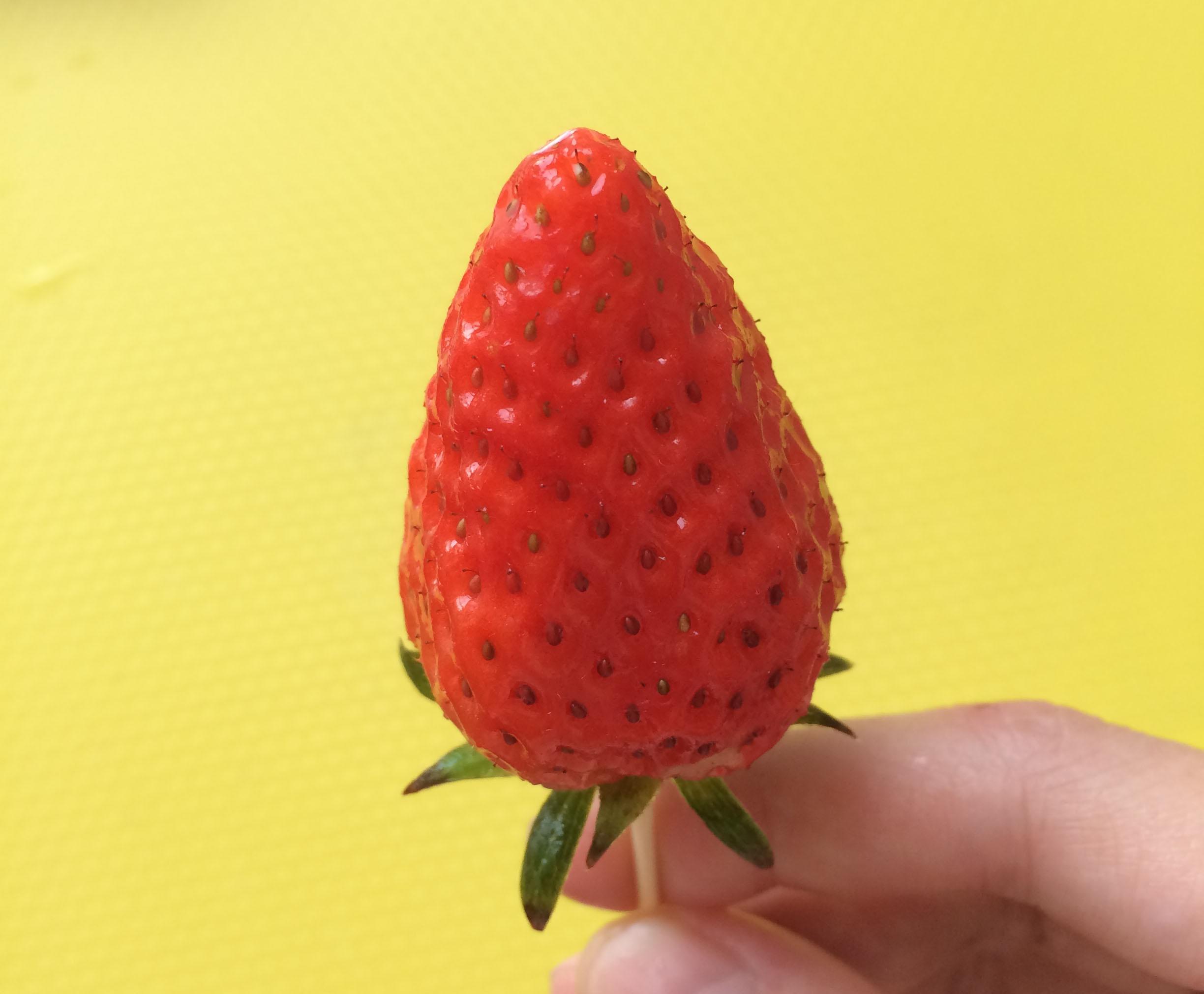❤草莓之戀❤情人節草莓玫瑰花的做法 步骤1
