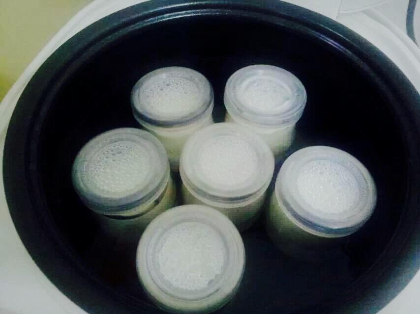 自制酸奶（泡沫箱/電飯鍋/烤箱/麪包機版）的做法 步骤9