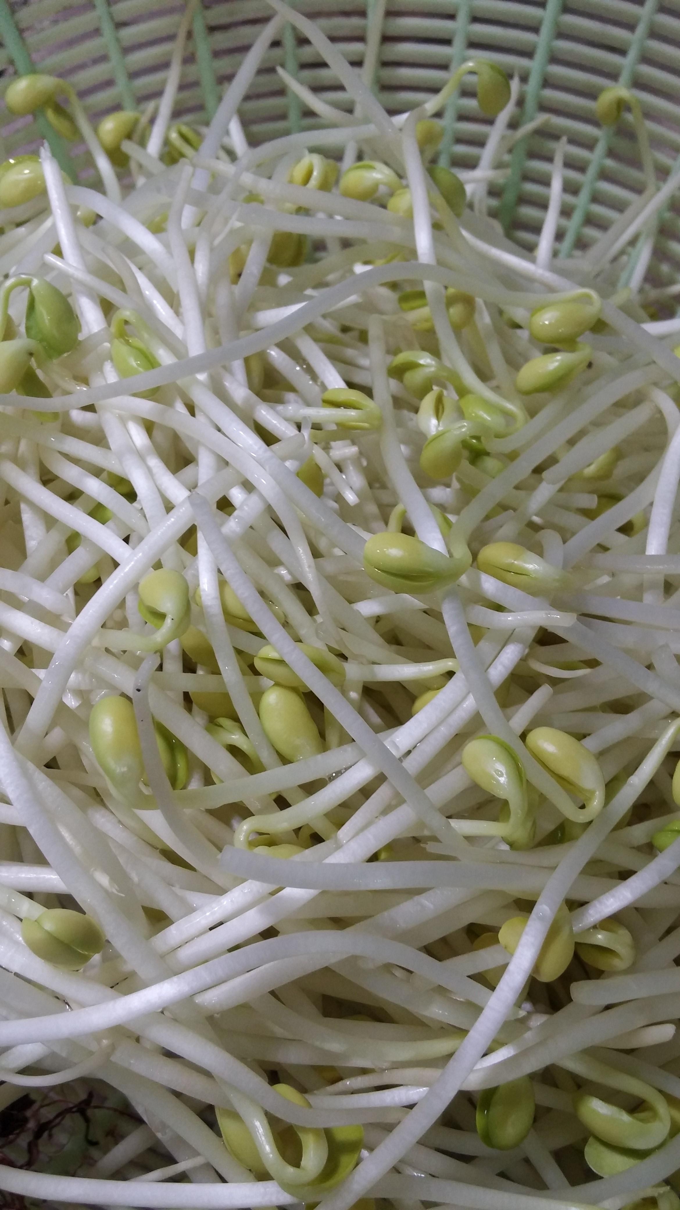食平3D菜譜——韓式豆芽湯的做法 步骤1