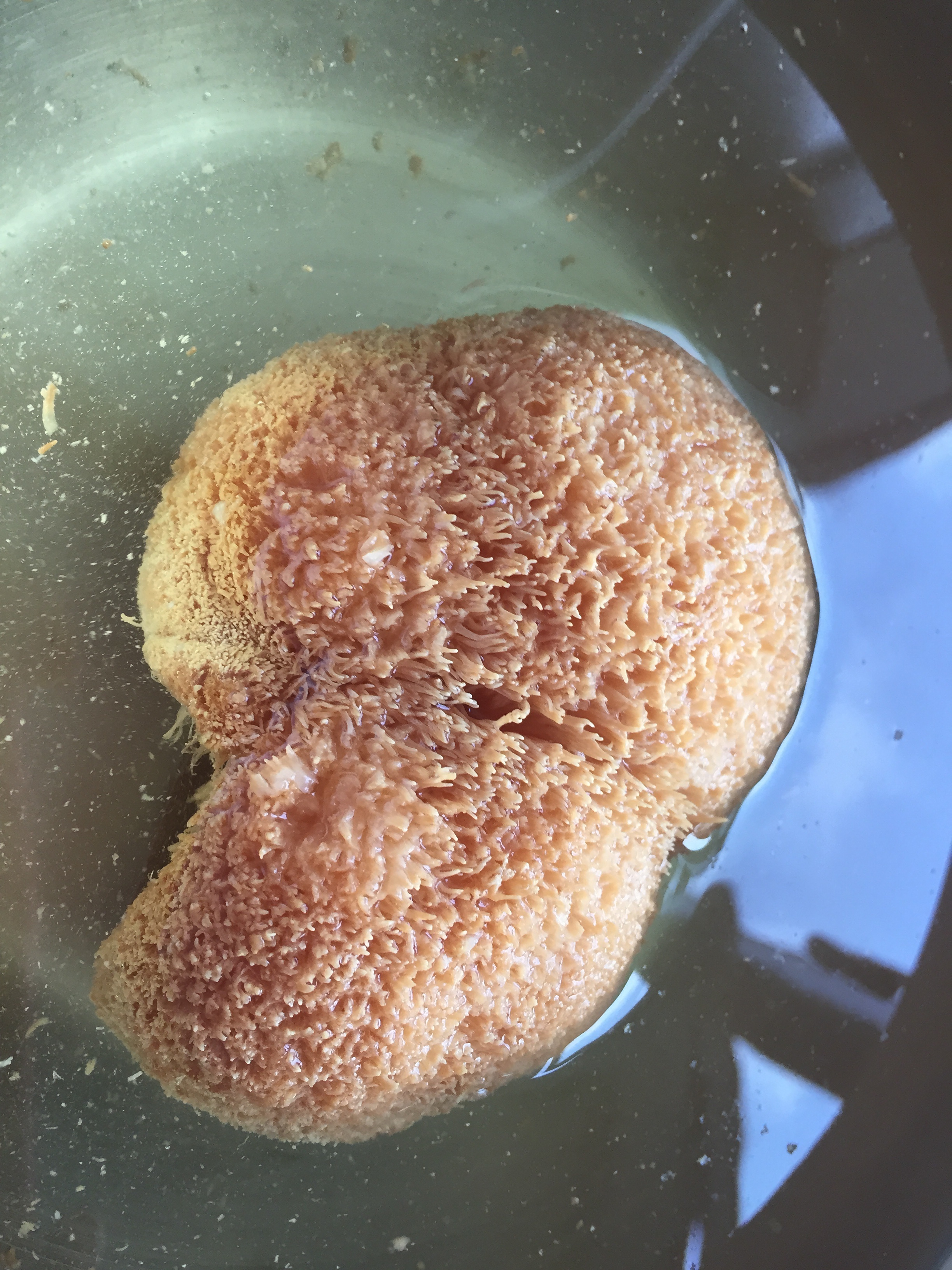 核桃猴頭菇脆餅乾的做法 步骤1