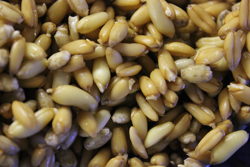 【健康三餐】全麥發芽穀物麪包（biga酵頭版和天然酵種版）的做法 步骤3