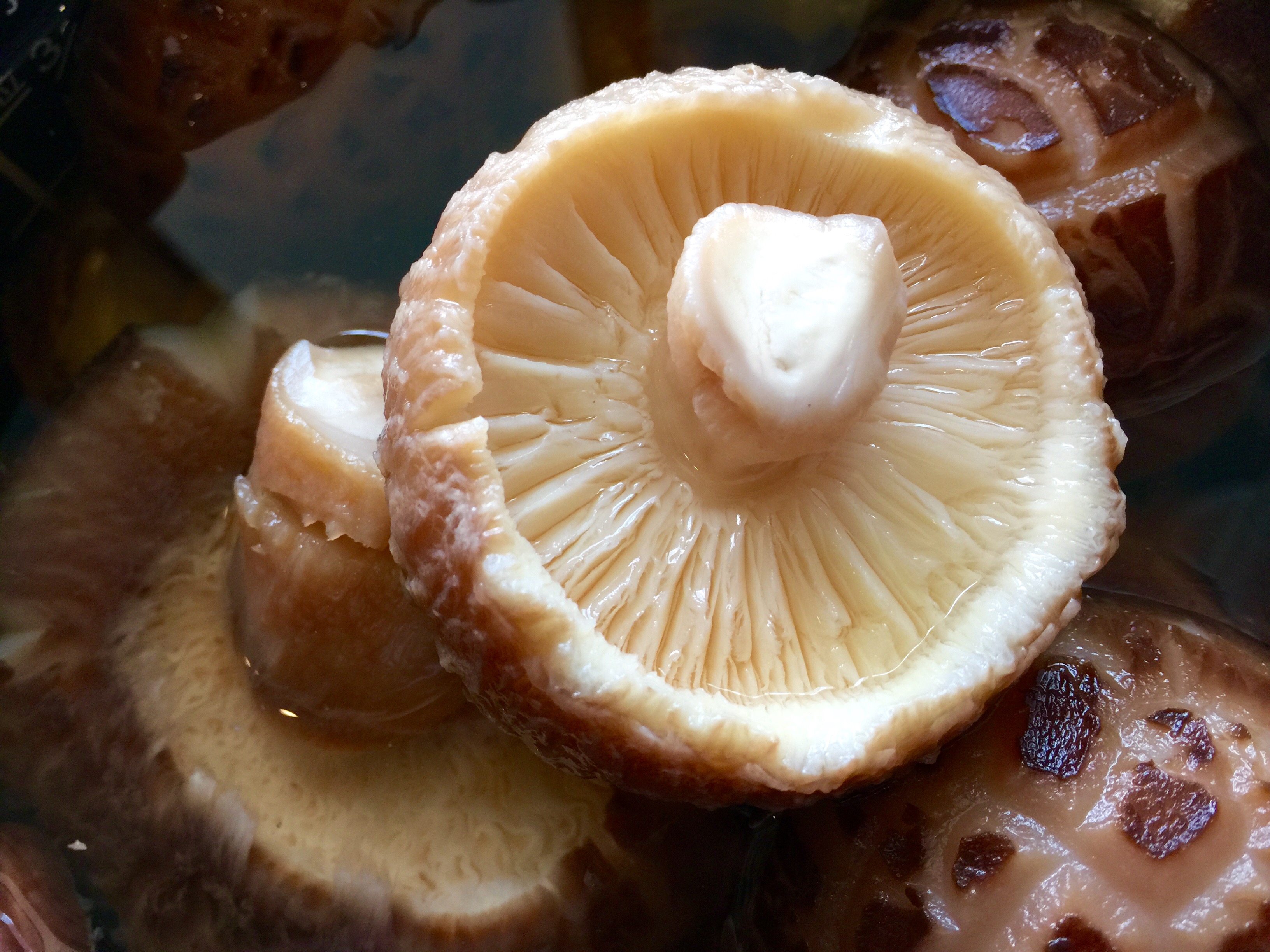 下飯營養好菜——油燜大花菇的做法 步骤1