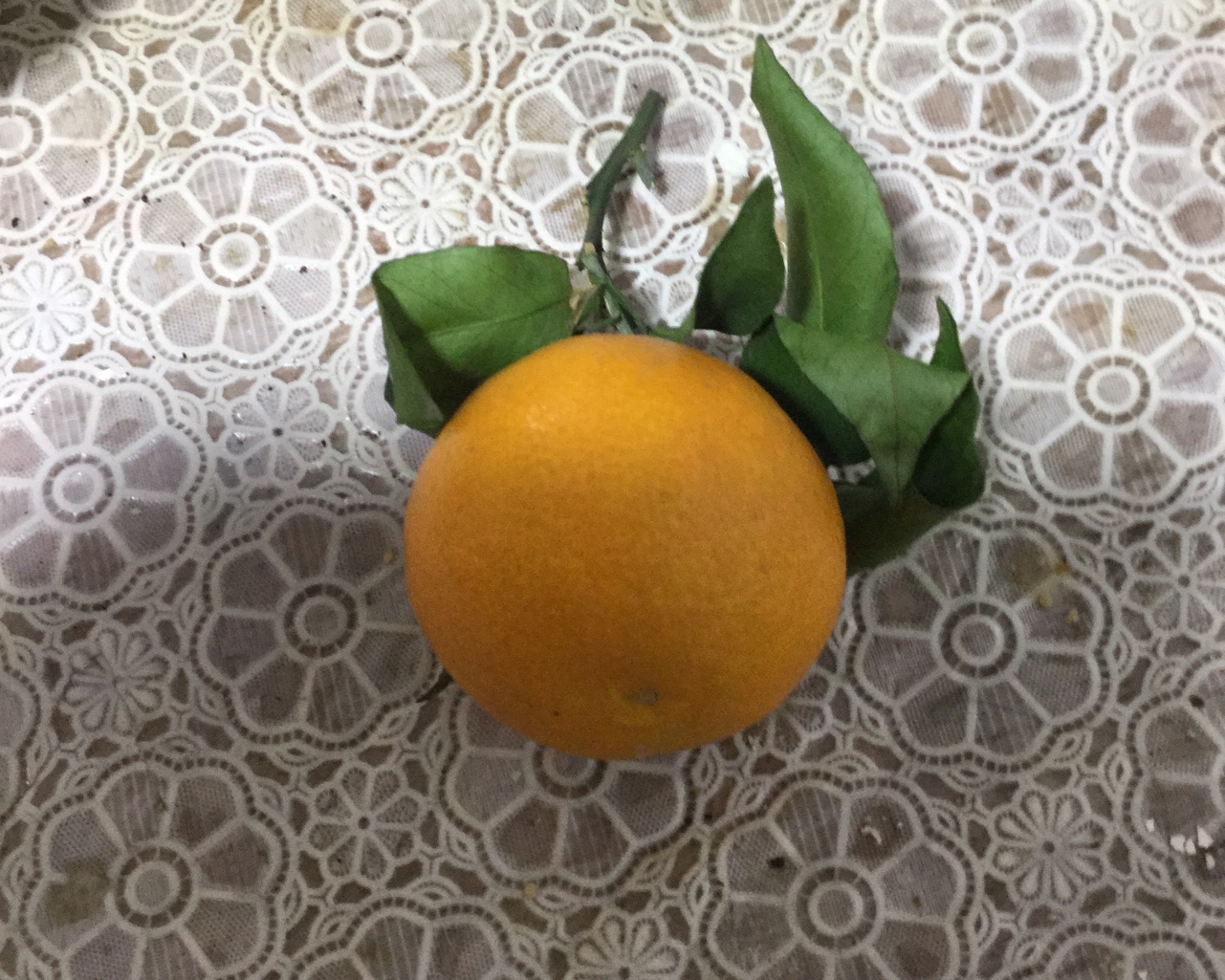 橘子養樂多的做法 步骤1