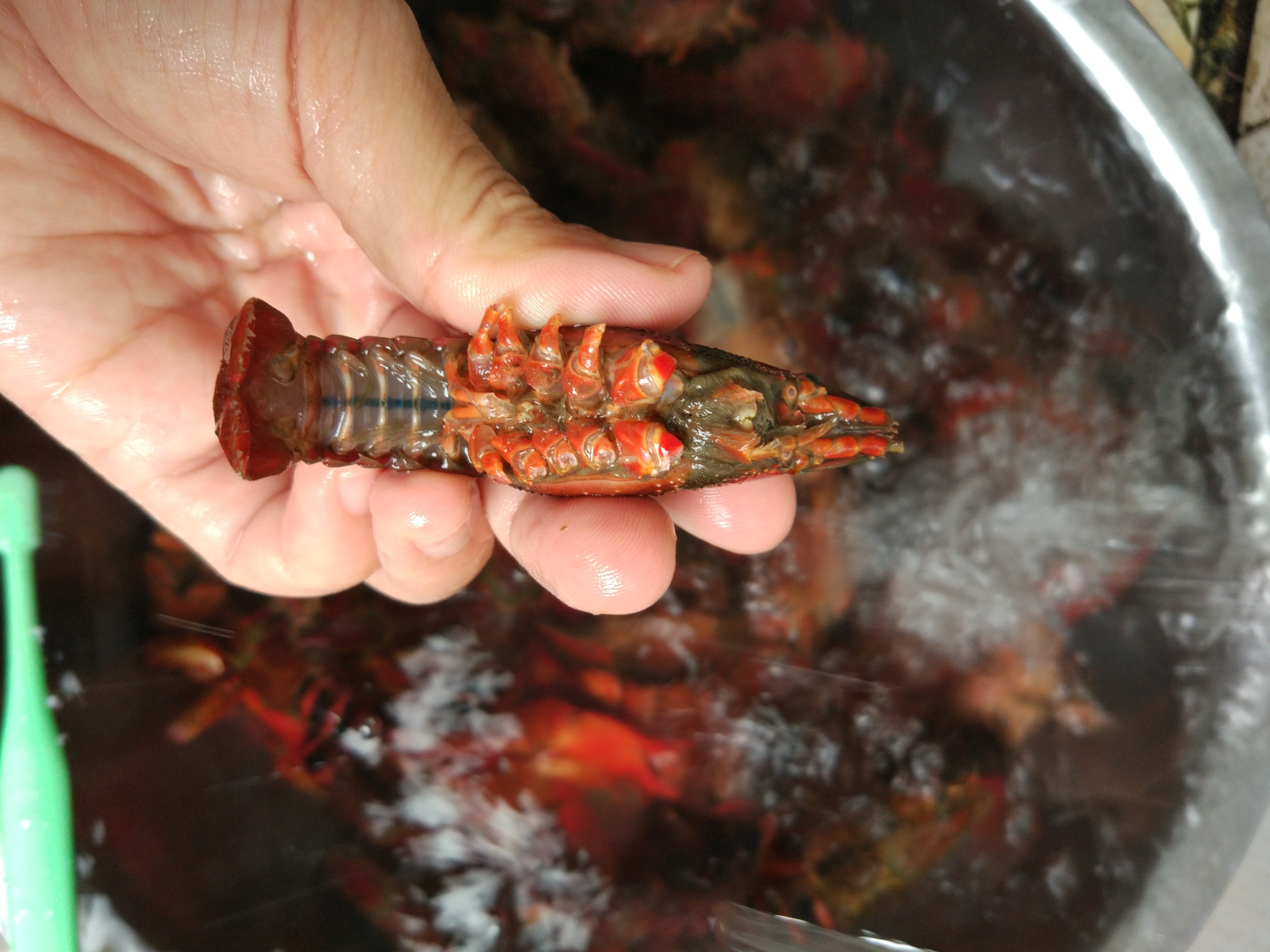 新手怎麼徒手洗小龍蝦&煮五香和香辣小龍蝦的做法 步骤8